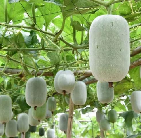White Ashgourd - Heirloom, Non - Gmo Seeds