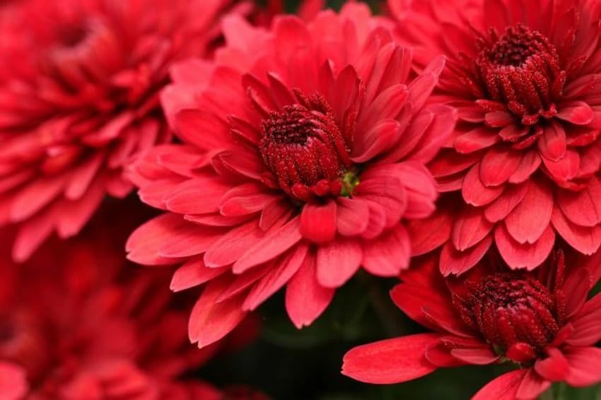 Giant Chrysanthemum Flower Red