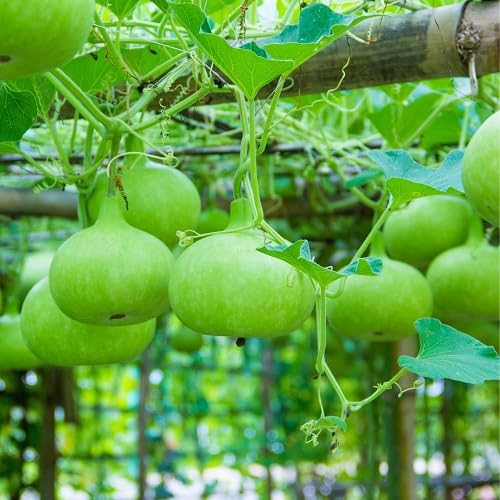 Green Calabash - Heirloom, Non - Gmo Seeds