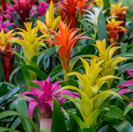 Mixed Bromeliad - Heirloom, Non - Gmo Seeds