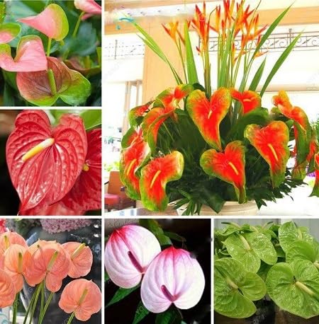 Mixed Anthurium - Heirloom, Non - Gmo Seeds