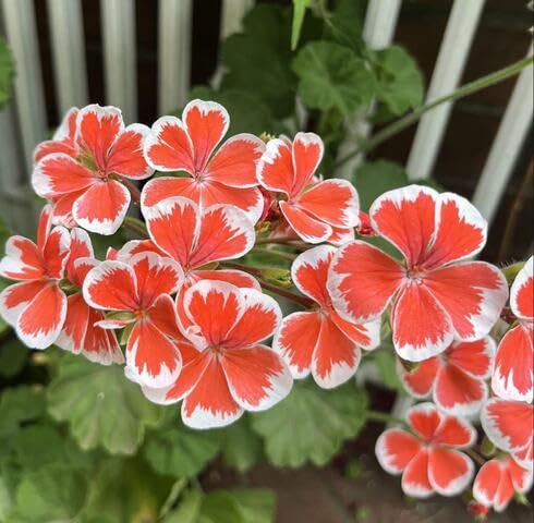 Orange White Geranium Flower - Heirloom, Non - Gmo Seeds