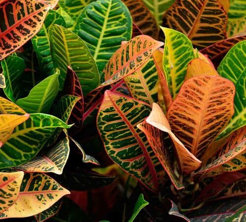 Codiaeum - Heirloom, Non - Gmo Seeds