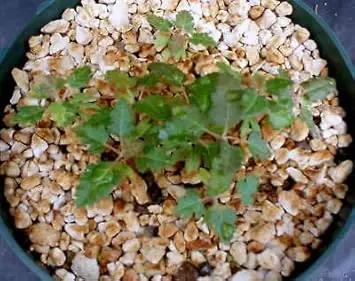 drought-tolerant-frankincense-tree-seeds

