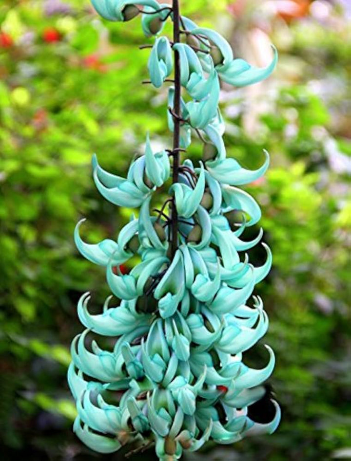 Jadewein Flower Seeds for Planting 100
