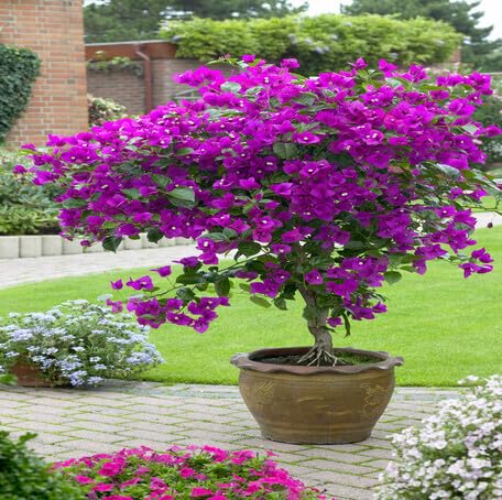 Purple Bougainvillea Flower - Heirloom, Non - Gmo Seeds