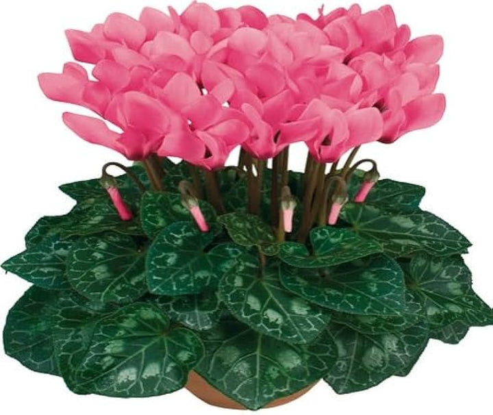 Dark Pink Cyclamen Flower Seeds for Planting - NON GMO Seeds