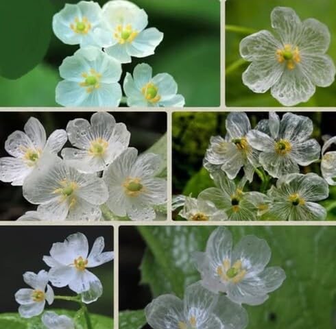 White Diphylleia Flower - Heirloom, Non - Gmo Seeds