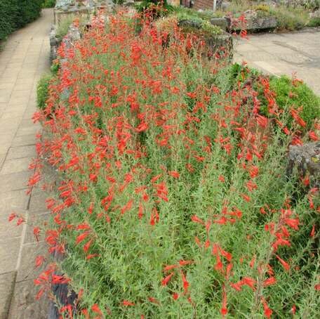 Red Epilobium Canum Flower - Heirloom, Non - Gmo Seeds