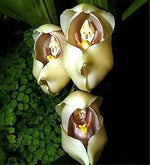 Cream Eggs Baby Orchid Flower Seeds for Planting - NON GMO Seeds Dhara Seeds