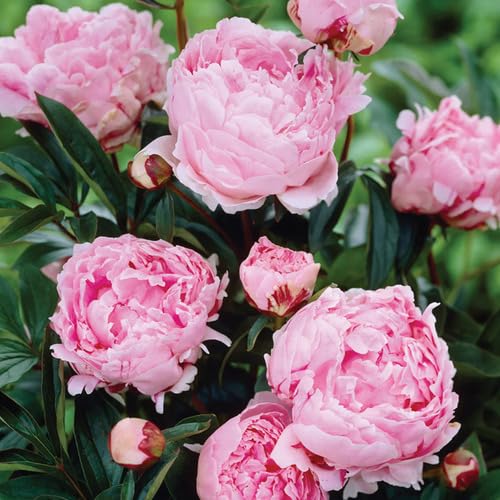 Peony Flower Pale Pink - Heirloom, Non - Gmo Seeds