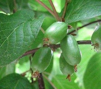 Green Kiwi Heirloom Non Gmo Image