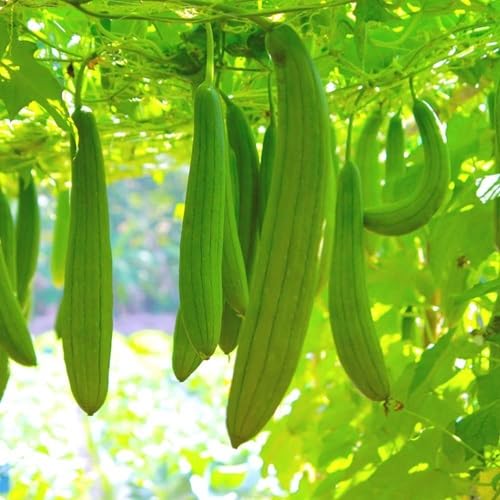 Green Luffa Gourd - Heirloom, Non - Gmo Seeds