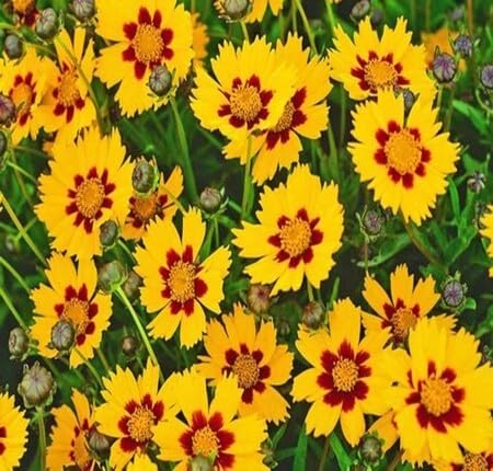 Yellow Brown Coreopsis Flower - Heirloom, Non - Gmo Seeds