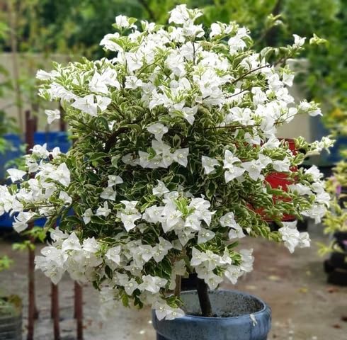 White Bougainvillea Flower - Heirloom, Non - Gmo Seeds