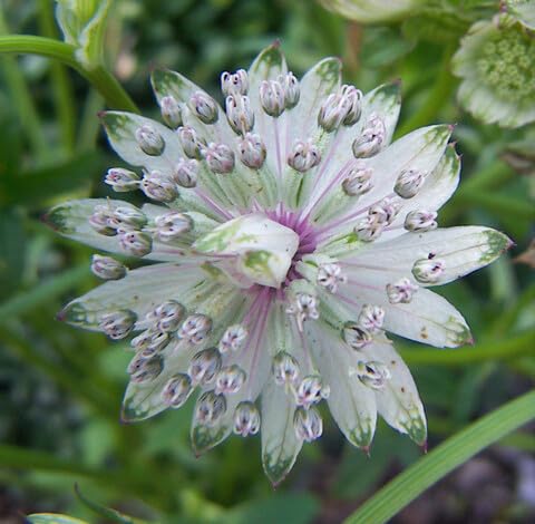 White Astrantia Flower - Heirloom, Non - Gmo Seeds