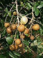 Longan fruit seeds for home garden