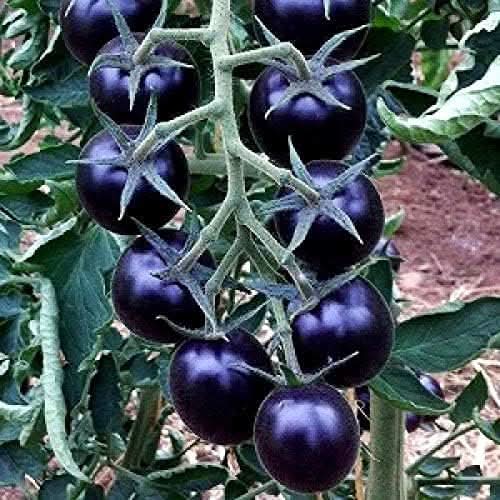 Giant Tomato Seeds Purple Easy to Grow