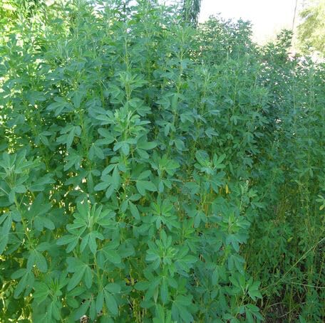 Green Chipilin - Heirloom, Non - Gmo Seeds