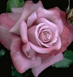 Barbara Streisand Rose Rosa hybrid for planting in urban garden