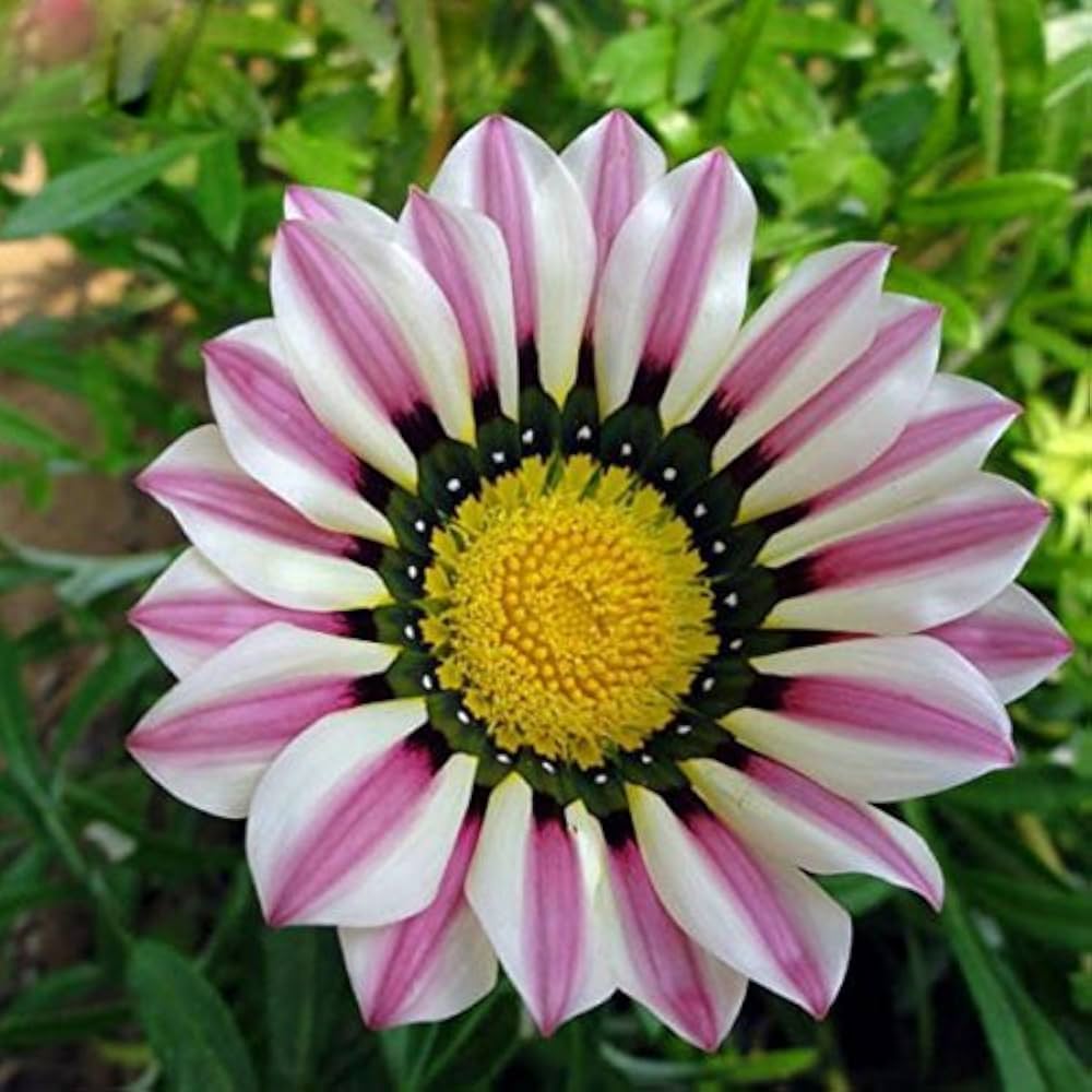 Rare White Side Stripes Purple Flower Seeds for Home Gardening