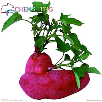 Orange Batatas Potato - Heirloom, Non - Gmo Seeds