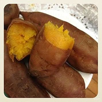 Yellow Batatas Ipomoea batatas seeds for garden planting