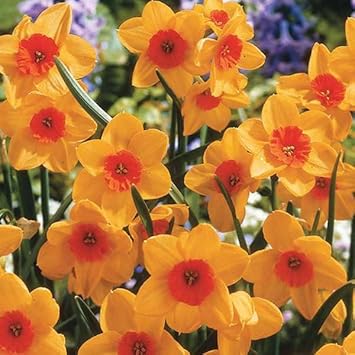 Orange Dark Yellow Daffodil Flower Seeds for Planting – Heirloom, Non-GMO, Garden Blooms seeds for planting in home garden