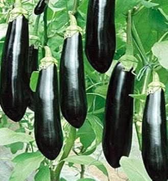 Eggplant vegetable Seeds for Planting Black