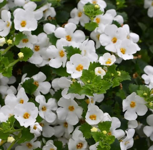 White Bacopa Flower - Heirloom, Non - Gmo Seeds