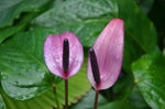 Anthurium flower seeds - NON GMO Seeds Dhara Seeds