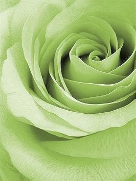 Light Green Rose Flower Seeds for Planting Non-GMO Heirloom Garden Seeds for Growing
