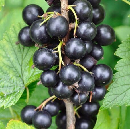 Black Currant Fruit