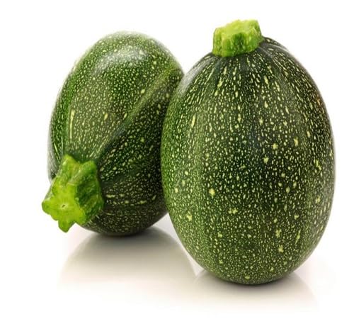 Green Gemsquash vegetable plant growing in garden