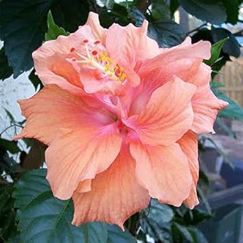 Heirloom Non-GMO Peach Hibiscus Flower Seeds for Planting – Tropical Garden Blooms
