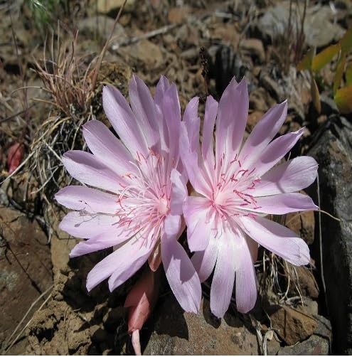 Lavender Rediviva Flower