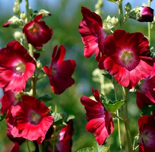 Red Hollyhock Flower - Heirloom, Non - Gmo Seeds