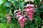Medinilla Flower Seeds for Planting 100 pcs for planting in your garden.