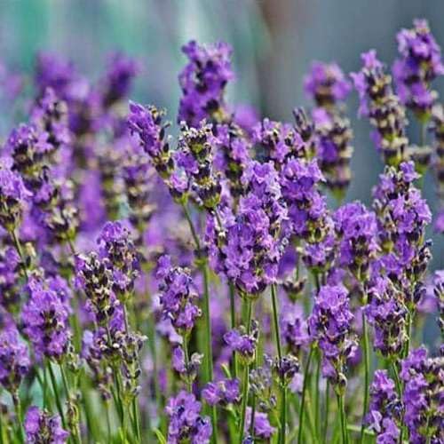 Lavender Flower - Heirloom, Non - Gmo Seeds