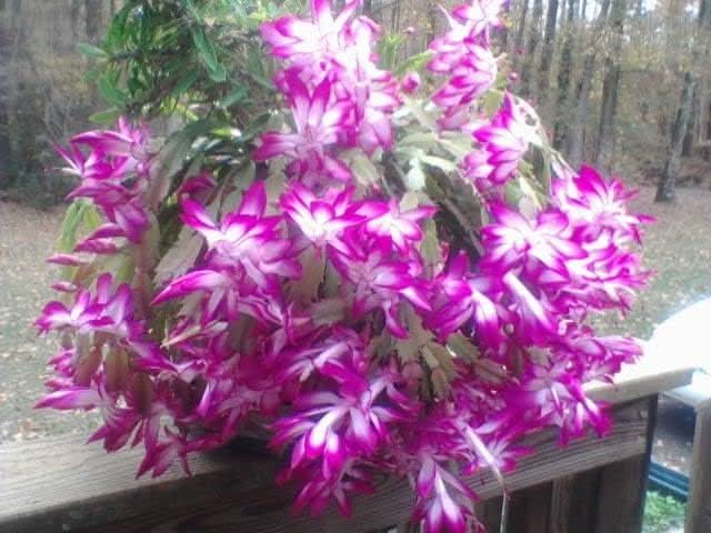 Schlumbergera Zygocactus Rare Flower Seeds
