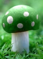 Light green mushroom Pleurotus ostreatus spores for indoor growing
