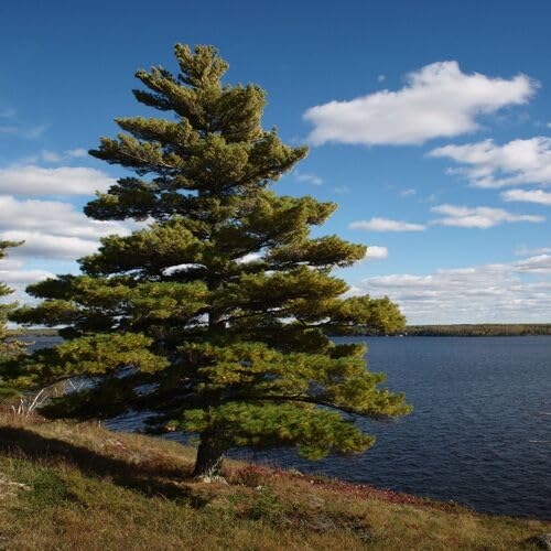 Green Pinus Strobus Tree - Heirloom, Non - Gmo Seeds