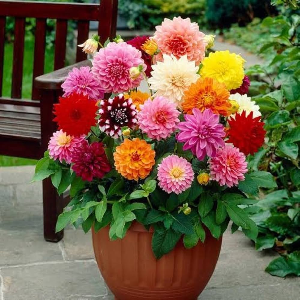 Dahlia Seeds for Planting Dahlia hortensis for flower beds and cottage gardens