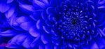 Blue Chrysanthemum Flower Seeds for Garden Dhara Seeds