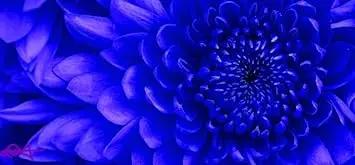 Blue Chrysanthemum Flower Seeds for Garden Dhara Seeds
