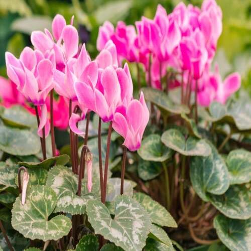 Pink Cyclamen Flower - Heirloom, Non - Gmo Seeds