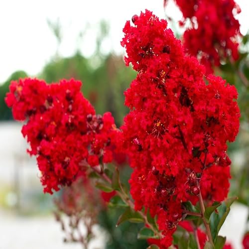 Myrtle Flower Red - Heirloom, Non - Gmo Seeds
