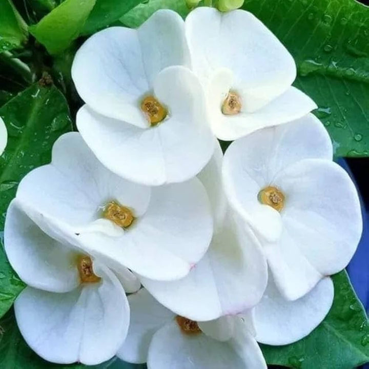 Heirloom White Euphorbia Milii Flower Seeds for Planting, Non-GMO