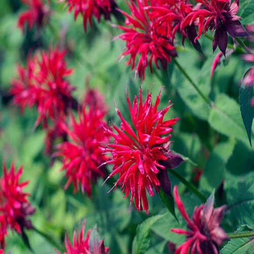 Red Monarda Flower - Heirloom, Non - Gmo Seeds