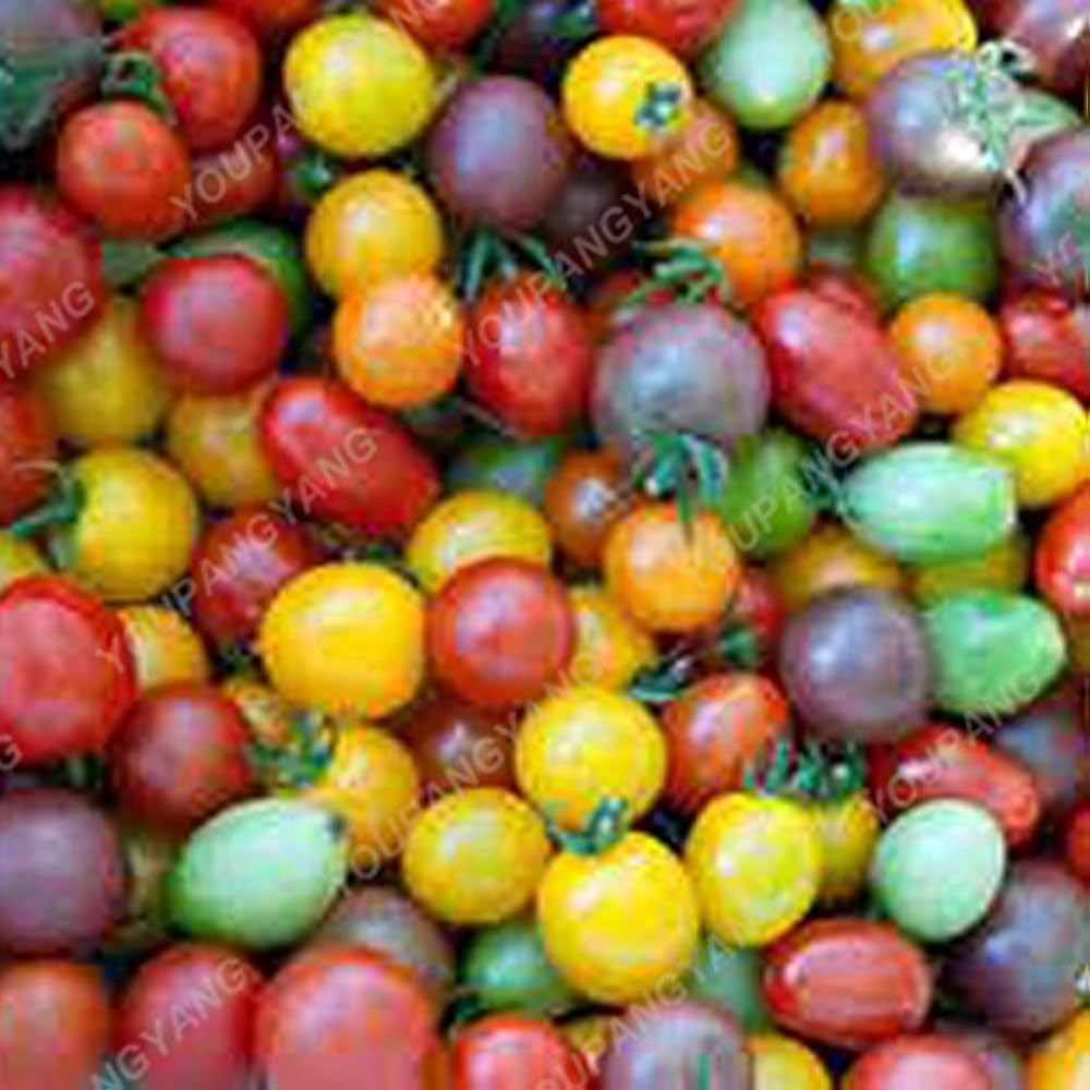 Mixed Color Bonsai Tomato Seeds Pcs Non-GMO for Easy Growing